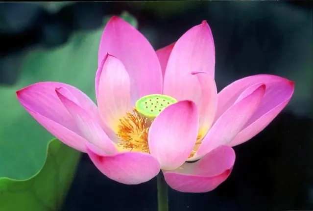 plantas exoticas