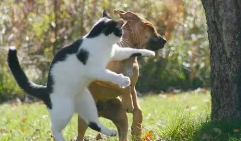 gatos salvajes