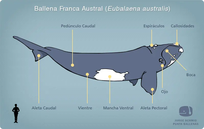 Ballena Franca Austral