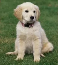 labrador retriever, el mejor