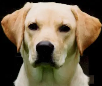 perro