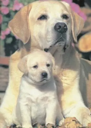 El perro Fiel [Aplicalo a tu vida]