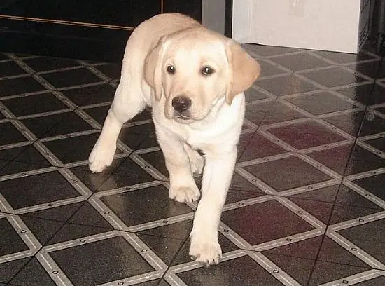 hoy me encontre un perrito