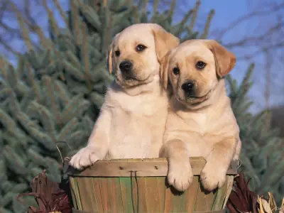 retriever