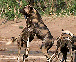 Naturaleza Curiosa en Gif. 2da Parte.