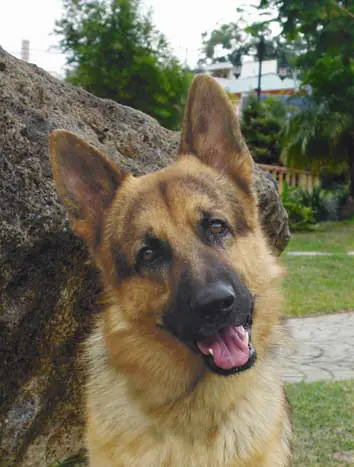 Curiosidades del Mundo de los perros