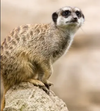Suricata o suricato