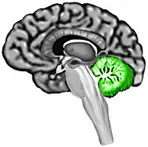 El Cerebro o encéfalo (Información)