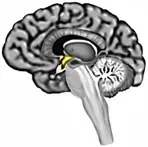 cerebro