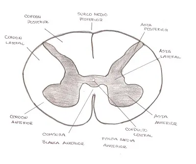 [Biologia] Organos del Sistema Nervioso Central