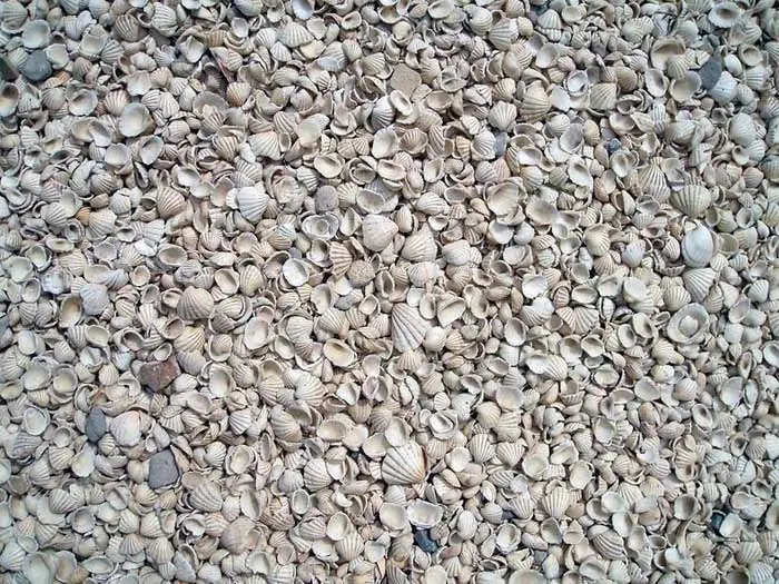 Almejas
