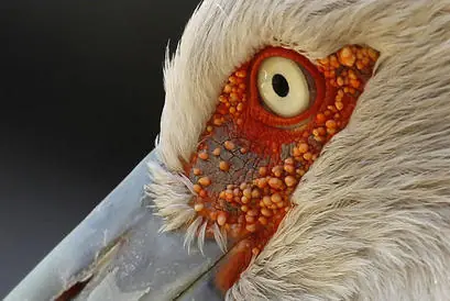 curiosas