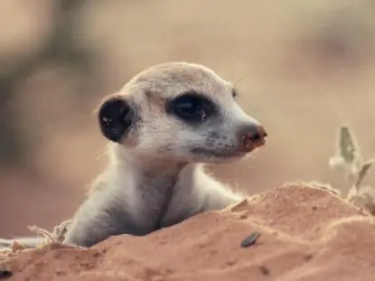 suricata