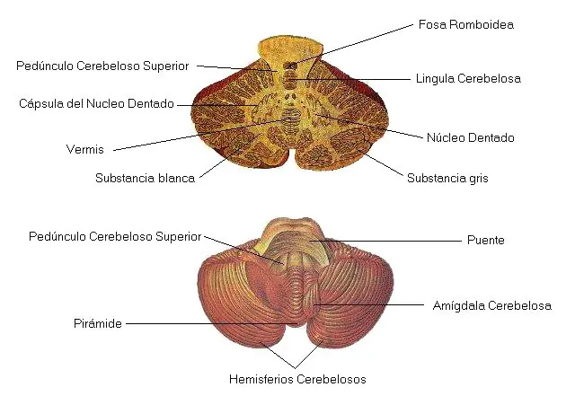 CereVelo