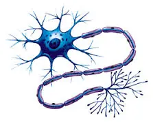 El Cerebro o encéfalo (Información)