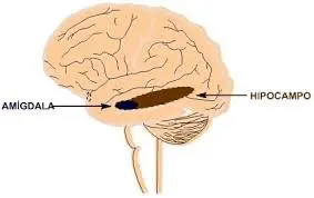 cerebro