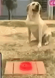 Gifs