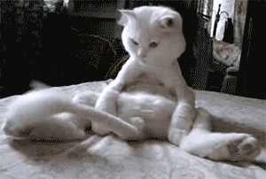 Gifs