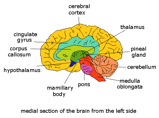 cerebro