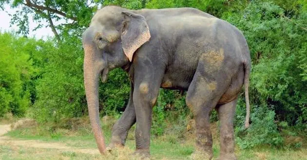 Elefante llora al ser liberado tras 50 años