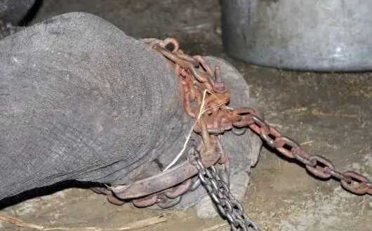 elefante