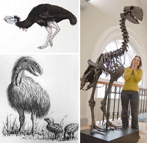 Megafauna Parte 4 La Diatryma