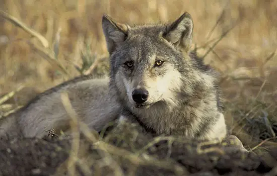 La Hora del Lobo..... Cuento Propio
