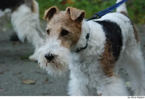 razas de perros