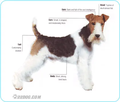 Fox terrier