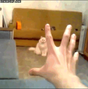 perros