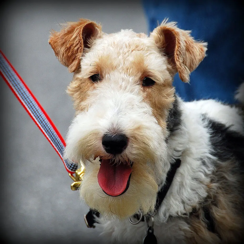 fox terrier