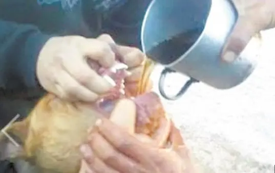 Detienen a imbéciles q alcoholizaron y abusaron de un pitbu