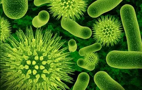 Bacterias