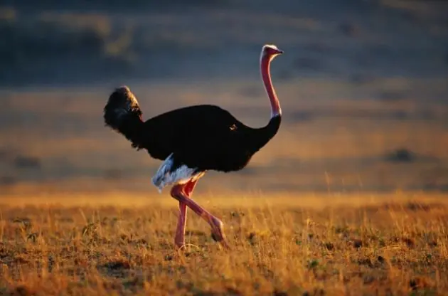 Los 6 animales más grandes del mundo.