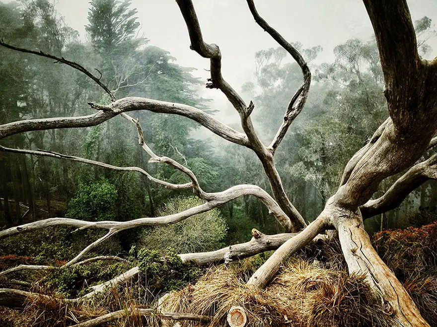 Las mejores fotografías tomadas con un iPhone