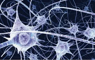 las neuronas se regeneran