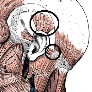 20 partes del cuerpo innecesarias