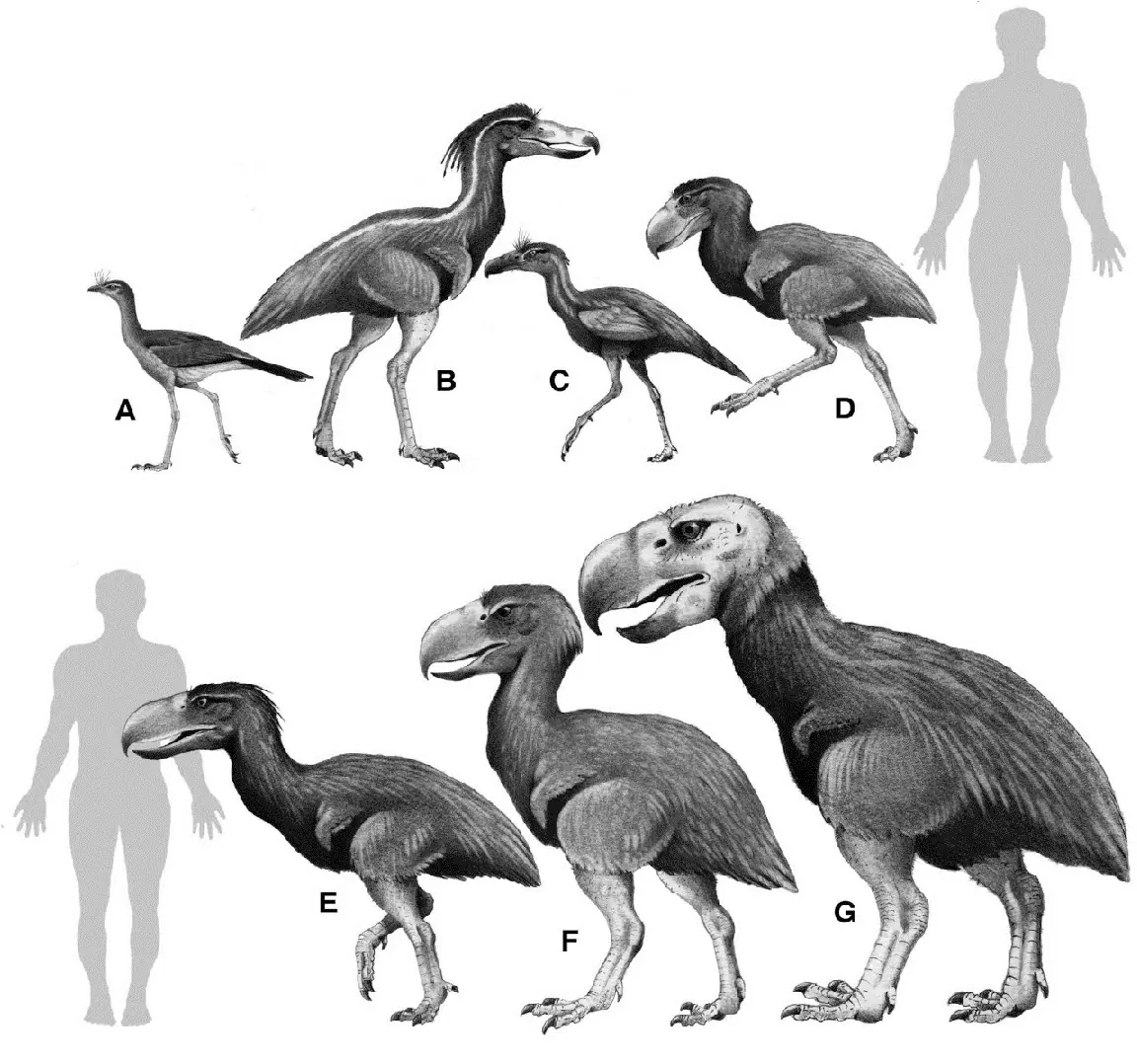 pajaros