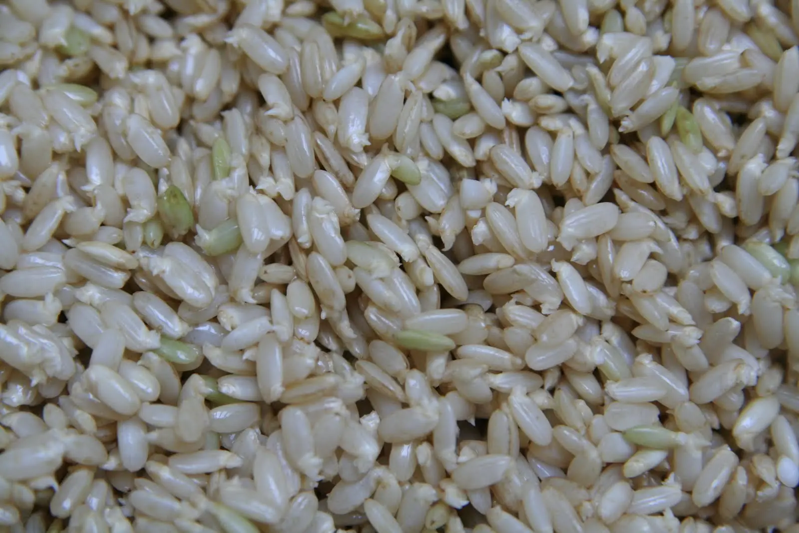 ¿Mito? "Arroz de Casamiento Mata a los Pájaros"