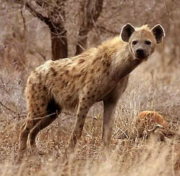 salvaje
