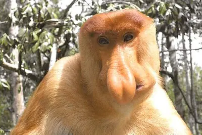 vida