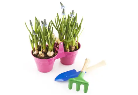 Plantas Anti-Mosquitos!