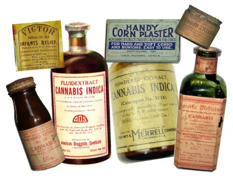 cannabis