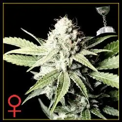 medicinal