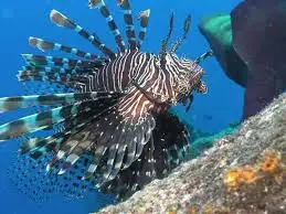 Animales