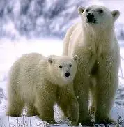 Animales