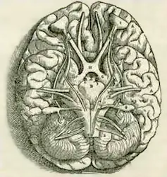 medicina