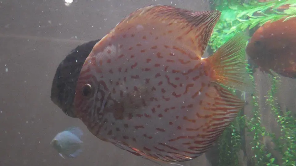 peces