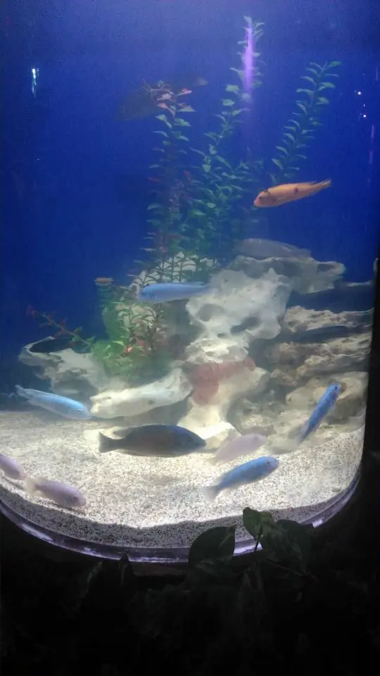 peces