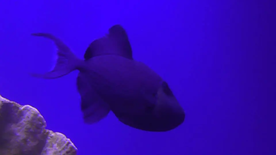 acuario df